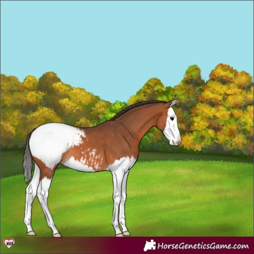 Horse Color:Bay Splash Appaloosa 
