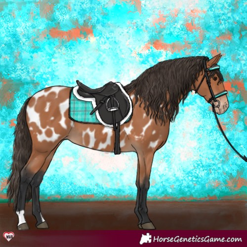 Horse Color:Bay Appaloosa 