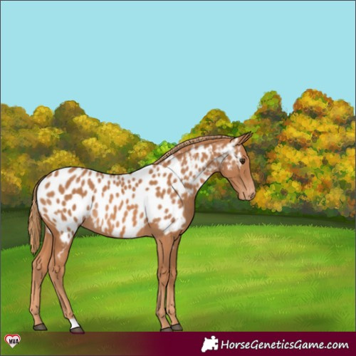 Horse Color:Chestnut Appaloosa Rabicano 