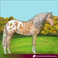 Horse Color:Palomino Appaloosa