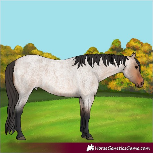Horse Color:Bay Roan Dun 