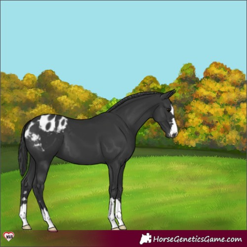 Horse Color:Black Blanket 