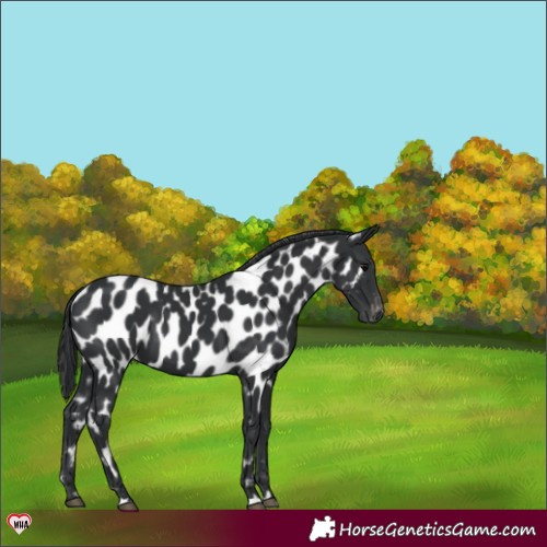 Horse Color:Black Appaloosa 