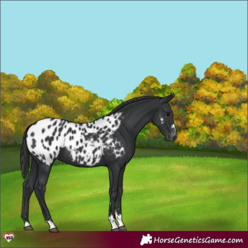 Horse Color:Black Near Leopard 
