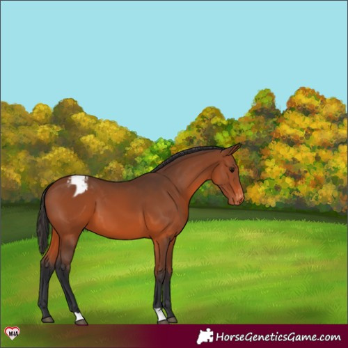 Horse Color:Bay Varnish 