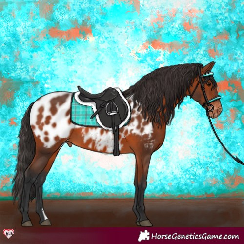Horse Color:Bay Appaloosa 