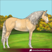 Horse Color:Gold Cream Champagne