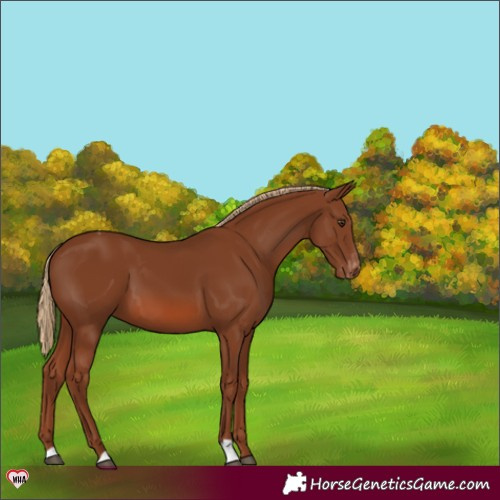 Horse Color:Chestnut Appaloosa 