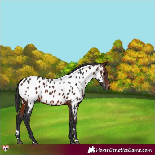 Horse Color:Brown Near Leopard 