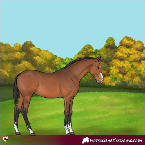 Horse Color:Bay 