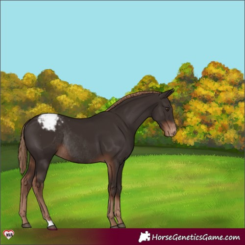Horse Color:Liver Chestnut Varnish Rabicano 