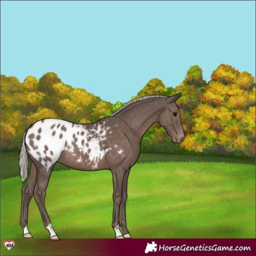Horse Color:Silver Black Appaloosa 