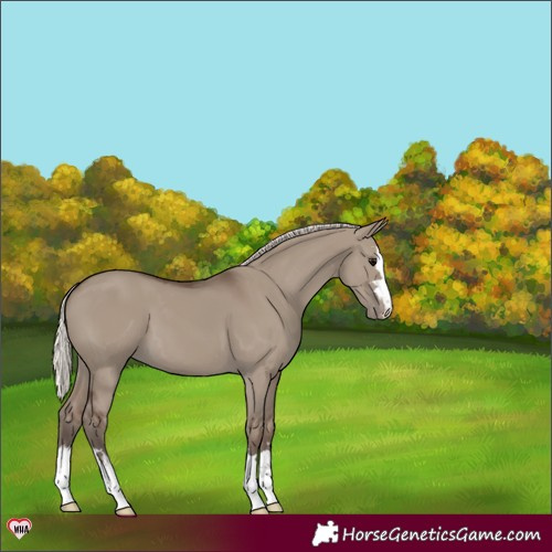 Horse Color:Silver Grullo Appaloosa 