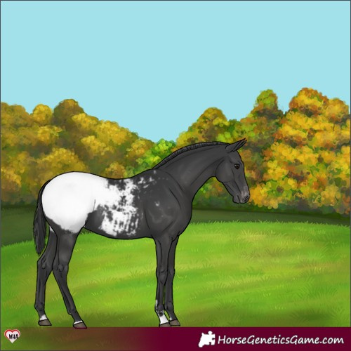 Horse Color:Black Snowcap 