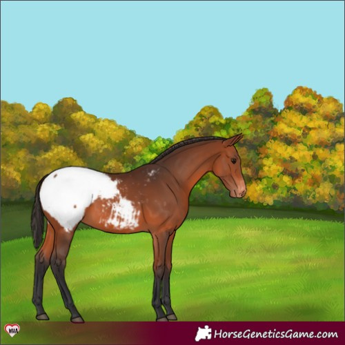 Horse Color:Bay Snowcap 