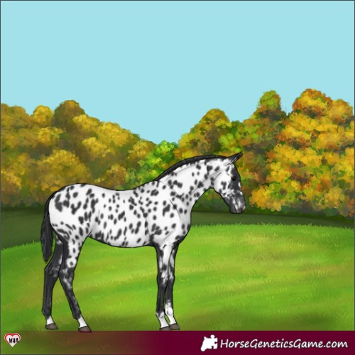 Horse Color:Black Appaloosa 