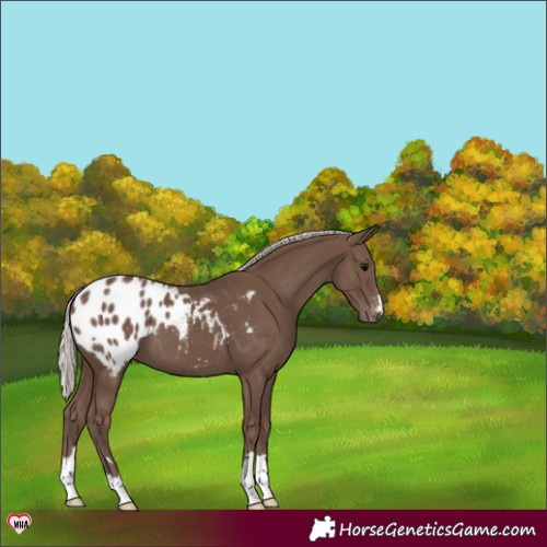 Horse Color:Silver Black Appaloosa 