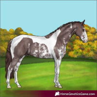Horse Color:Chocolate Black Sabino Tobiano