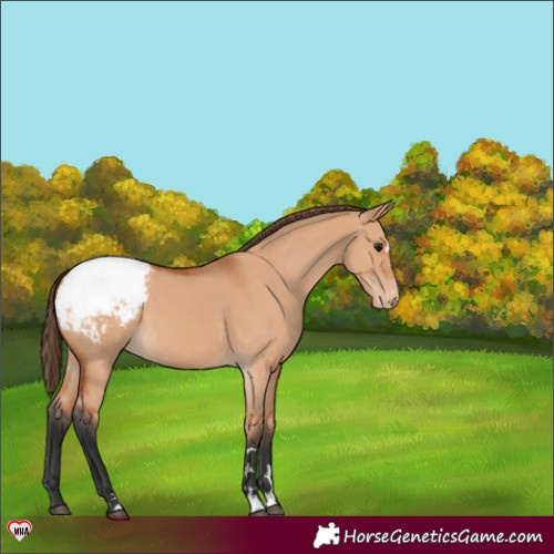 Horse Color:Bay Dun Varnish 