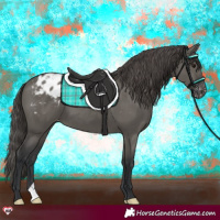 Horse Color:Grullo Varnish 