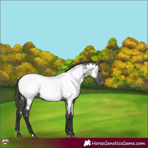 Horse Color:Grullo Appaloosa 