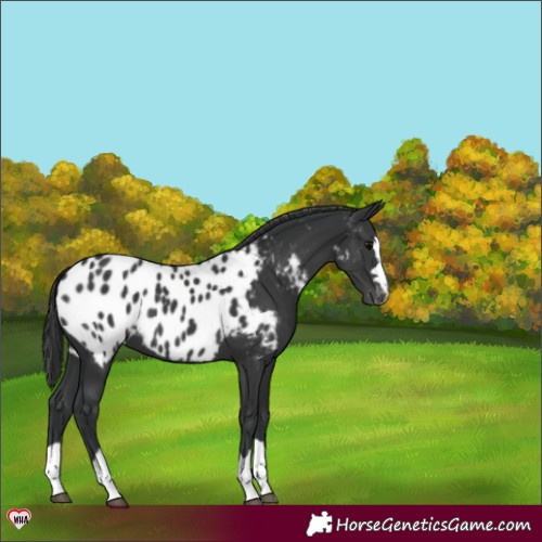 Horse Color:Black Appaloosa 