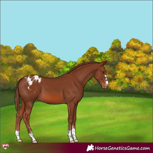 Horse Color:Chestnut Varnish 