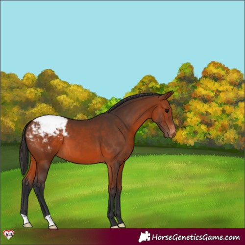 Horse Color:Bay Varnish 