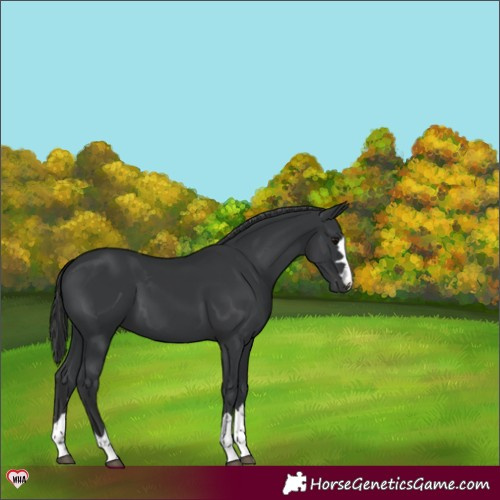 Horse Color:Black 