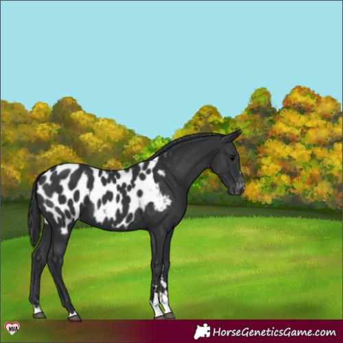 Horse Color:Black Appaloosa 
