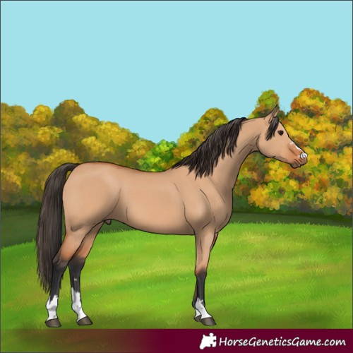 Horse Color:Bay Dun 
