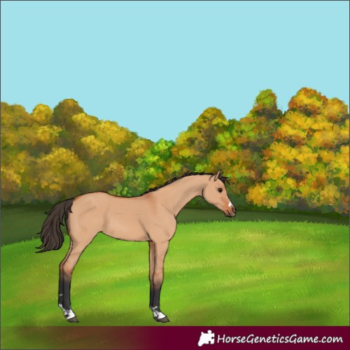 Horse Color:Bay Dun 