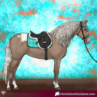 Horse Color:Silver Grullo Appaloosa 