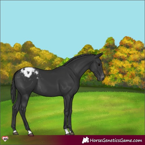 Horse Color:Black Blanket 