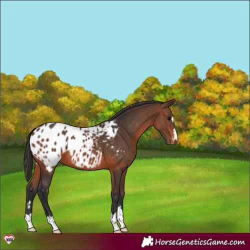 Horse Color:Brown Appaloosa 