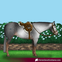 Horse Color:Gray White Spotted Liver Chestnut