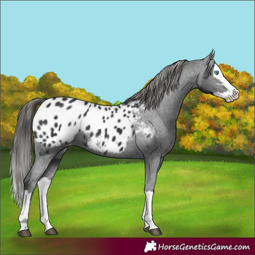 Horse Color:Black Splash Appaloosa 