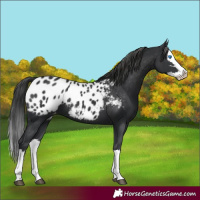 Horse Color:Black Splash Appaloosa 