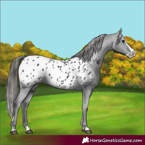 Horse Color:Black Splash Appaloosa
