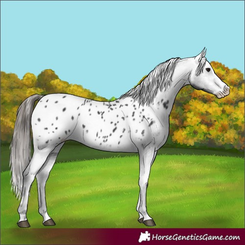 Horse Color:Black Splash Appaloosa