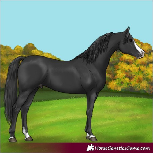 Horse Color:Black Splash Appaloosa 