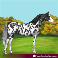 Horse Color:Black Splash Near Leopard 