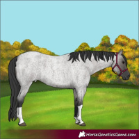 Horse Color:Grullo Roan Tobiano
