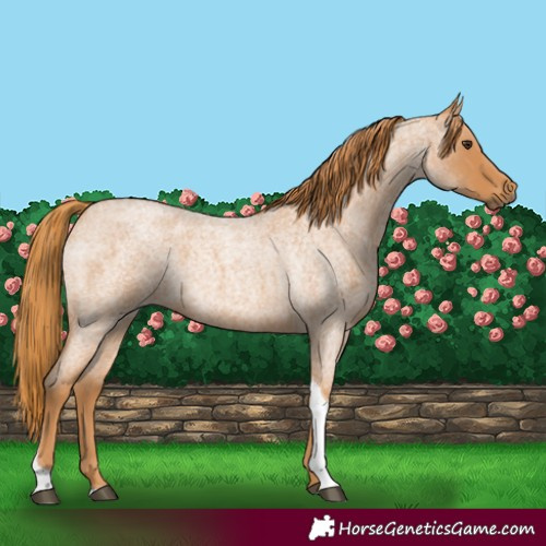 Horse Color:Red Roan Tobiano