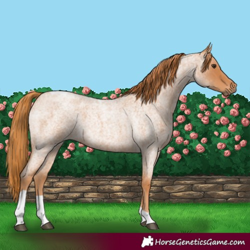 Horse Color:Red Roan Tobiano