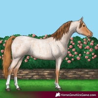 Horse Color:Red Roan Tobiano