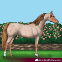 Horse Color:Red Roan Tobiano 