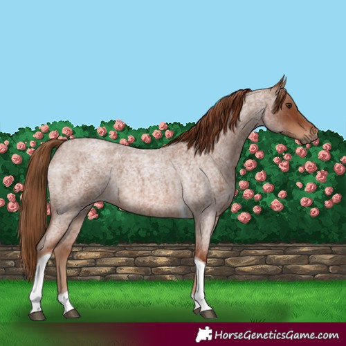 Horse Color:Red Roan Tobiano