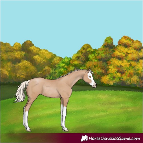 Horse Color:Silver Black Pearl Splash Rabicano 