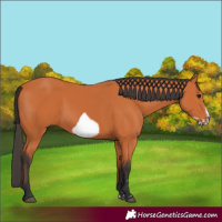 Horse Color:Bay Frame